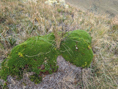 Werneria humilis