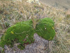 Werneria humilis