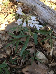 Cardamine concatenata
