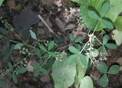 Melilotus