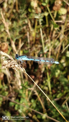 Common Blue Damselfly