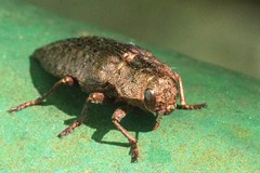 Dicerca berolinensis