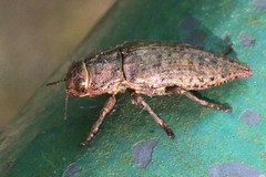 Dicerca berolinensis