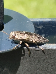 Chrysochroinae