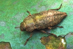 Dicerca berolinensis