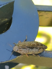Chrysochroinae