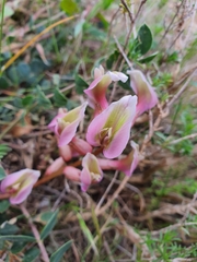 Angiospermae