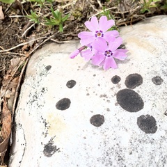 Phlox subulata