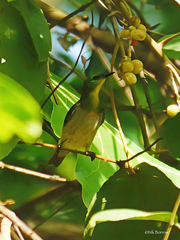 Anthreptes rectirostris rectirostris