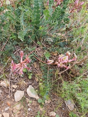 Angiospermae
