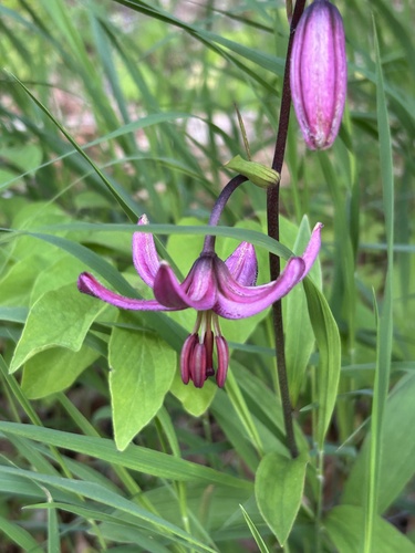 Martagon Lily