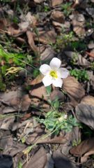 Eustoma exaltatum exaltatum