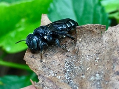 Lithurgopsis gibbosa