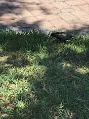 Sturnus vulgaris