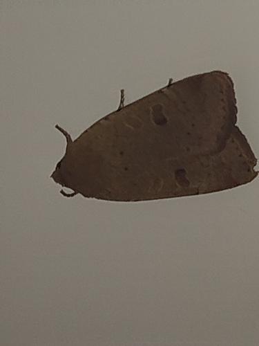 Lesser Yellow Underwing