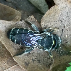 Lithurgopsis gibbosa