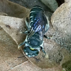 Lithurgopsis gibbosa