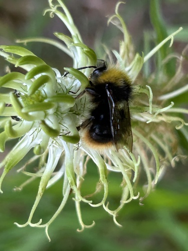 Early Bumble Bee