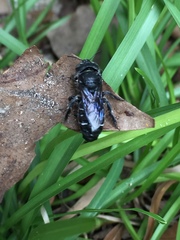 Lithurgopsis gibbosa