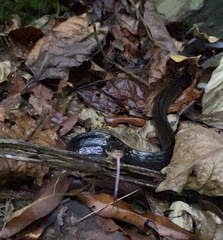 Chironius grandisquamis