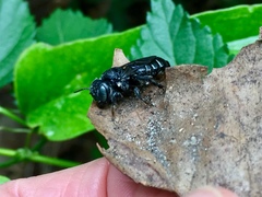 Lithurgopsis gibbosa