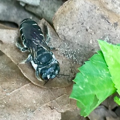Lithurgopsis gibbosa