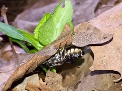 Lithurgopsis gibbosa