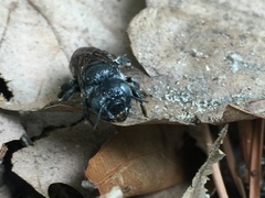 Lithurgopsis gibbosa