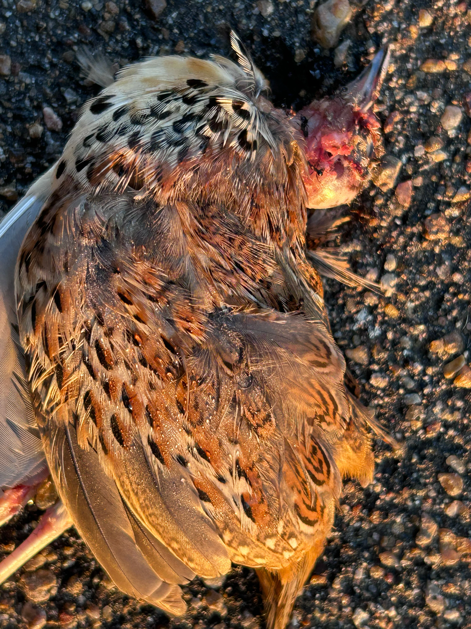 Common Buttonquail (Turnix sylvaticus), photo 3