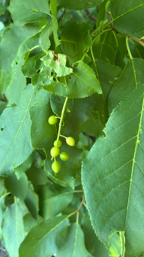 chokecherry