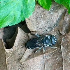 Lithurgopsis gibbosa