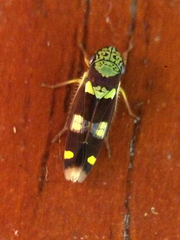 Dilobopterus segmentalis