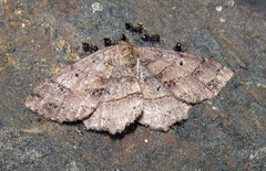 Melanolophia signataria