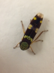 Dilobopterus segmentalis