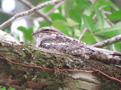 Chordeiles acutipennis
