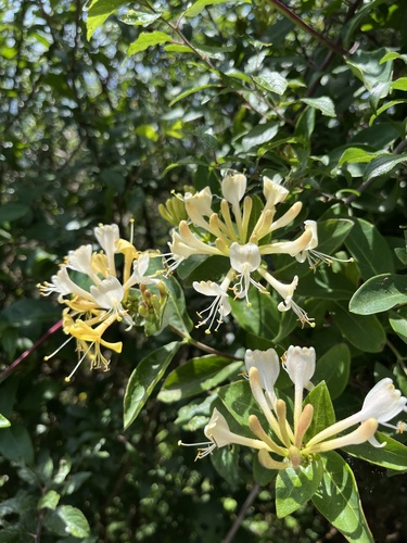 honeysuckles