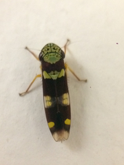 Dilobopterus segmentalis