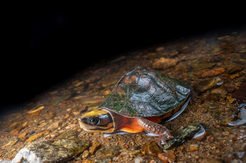 Cuora trifasciata, 2026-06-03