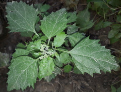 Chenopodiastrum murale