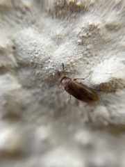 Anaspis maculata