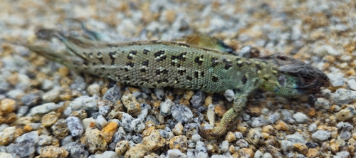 Sand Lizard