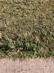 Pseudognaphalium leucocephalum