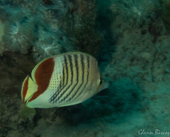 Chaetodon paucifasciatus