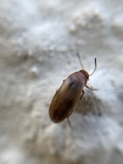 Anaspis maculata