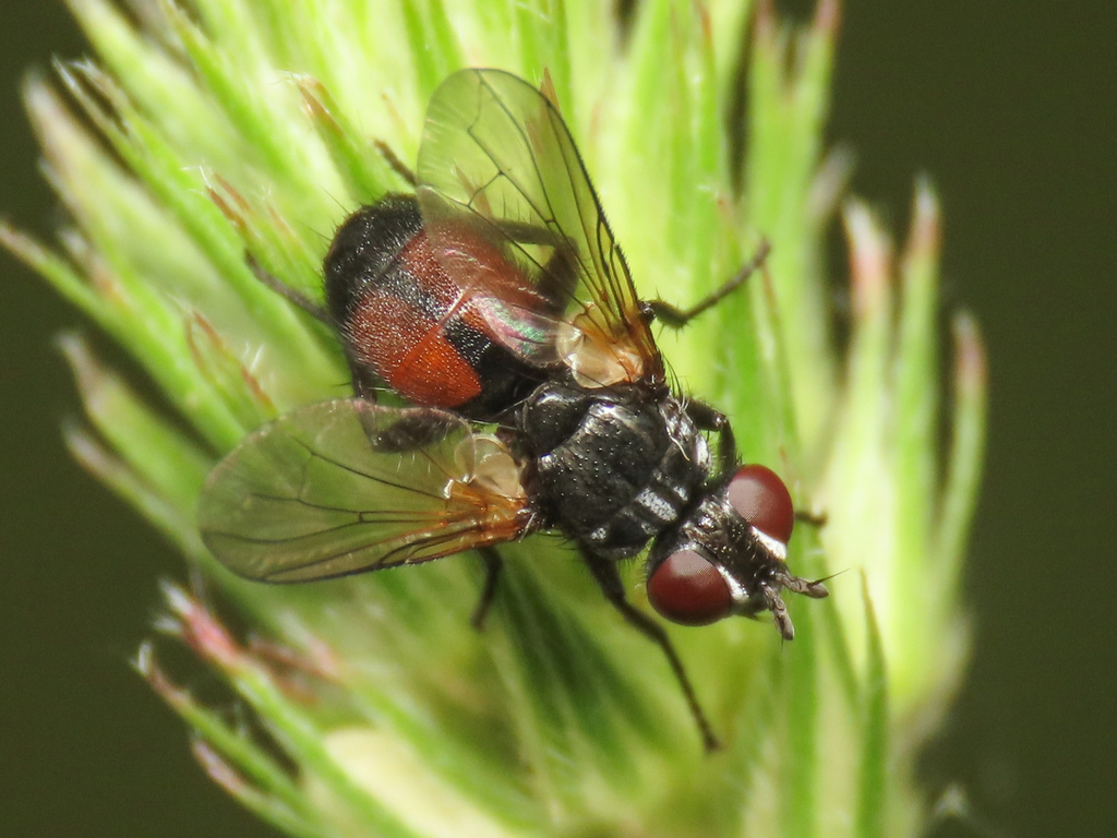 Besseria reflexa