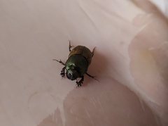 Onthophagus vacca