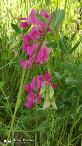 tuberous pea