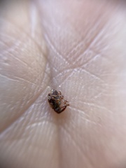 Anthonomus pedicularius