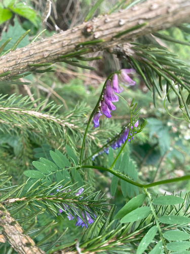 tufted vetch