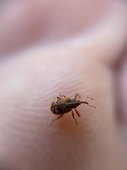 Anthonomus pedicularius